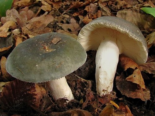 Common Mushroom Names 6