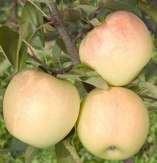 Yellow Apple Varieties 21