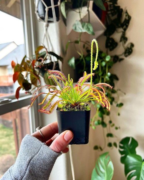 Everything About Sundew Plant Care Indoors