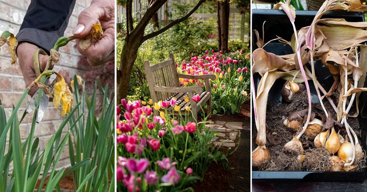 What to Do with Tulips After they Bloom | Balcony Garden Web