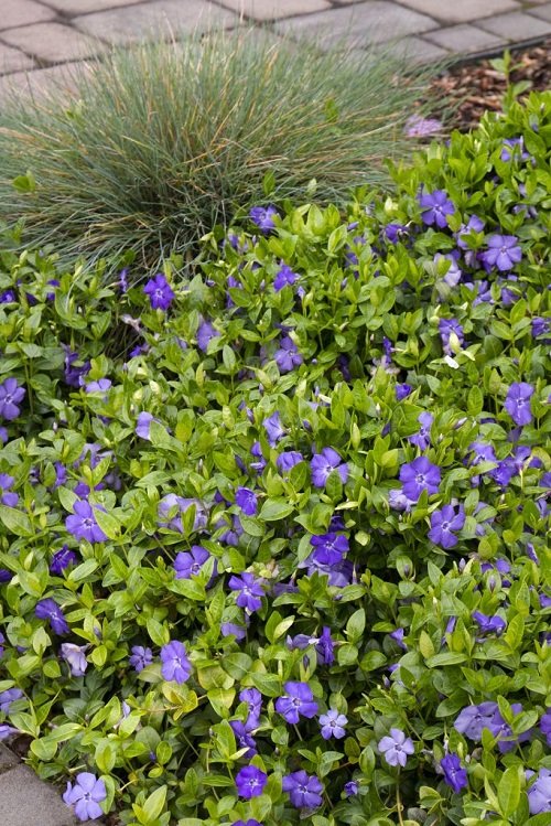 top best Quick-Growing Ground Cover Plants