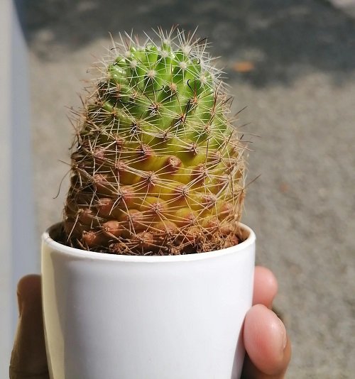Cactus Turning Yellow due to small container size