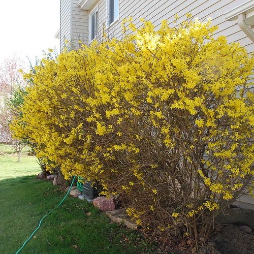 Best Colorful Hedge Plants near house