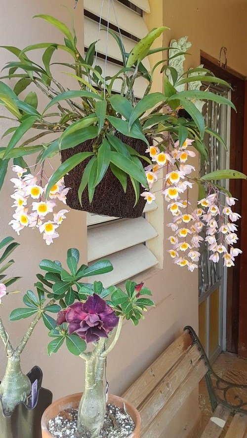 Indoor Orchid Decor Ideas 1
