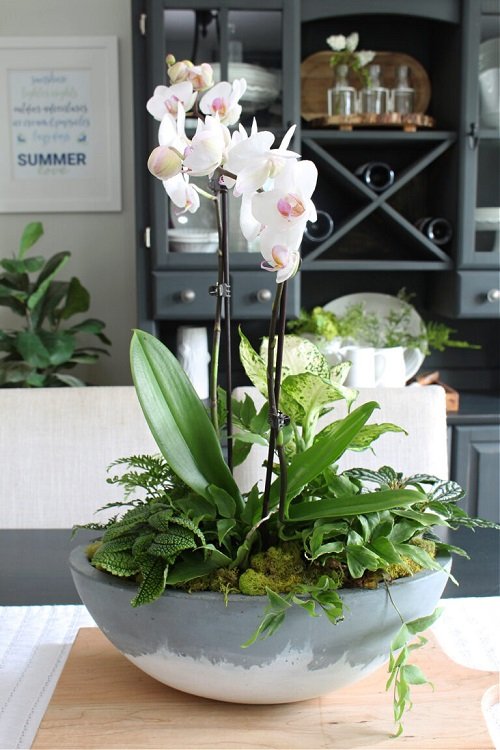DIY Orchid Pot Ideas 1