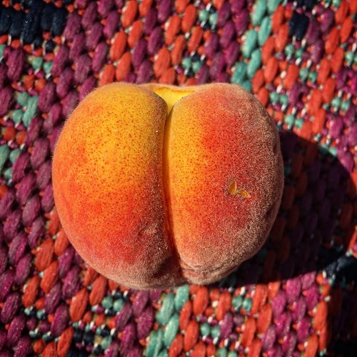 Plants That Look Like Buttocks 1