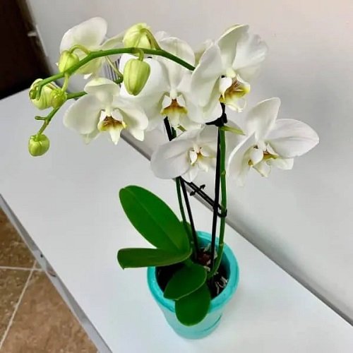 DIY Orchid Pot Ideas 9