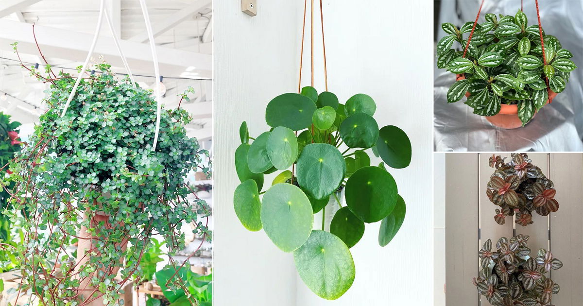 11 Most Beautiful Hanging Pilea Plants 