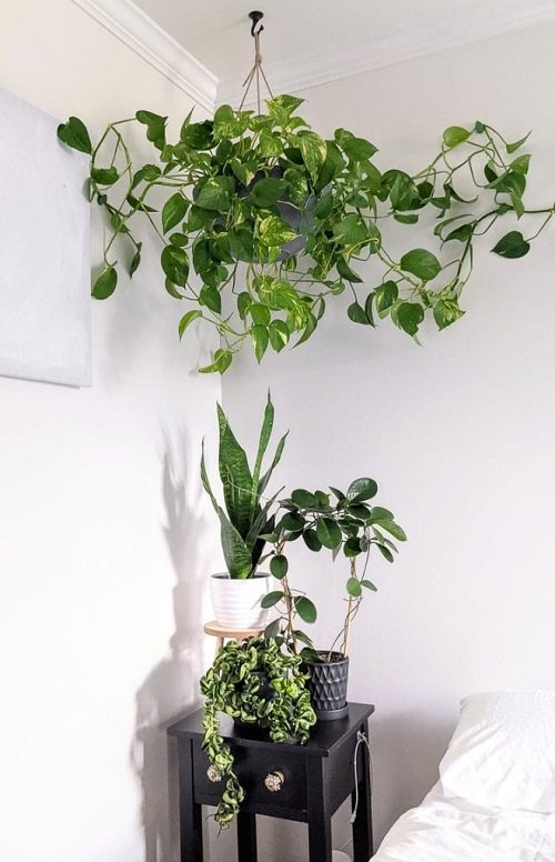 Ways to Display Pothos in Home 15