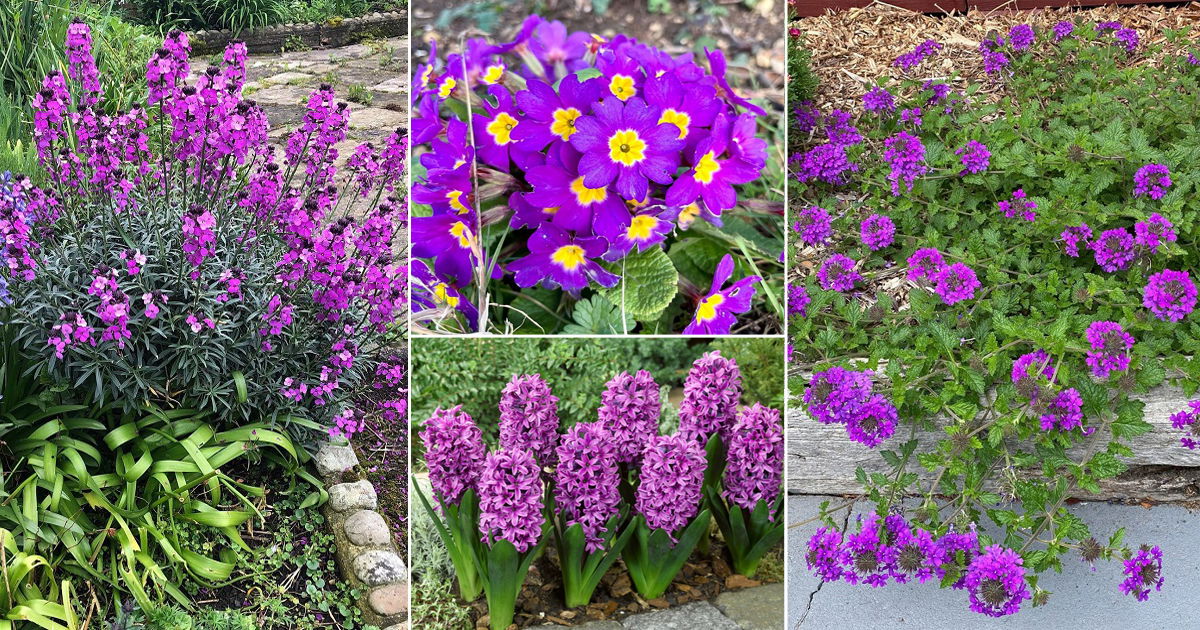 23 Most Fragrant Purple Flowers | Balcony Garden Web