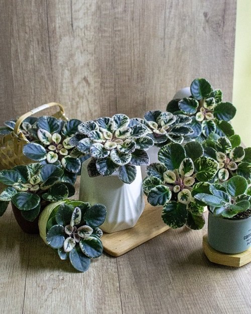 How to Force African Violets to Bloom 2