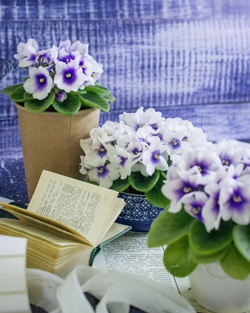How to Force African Violets to Bloom