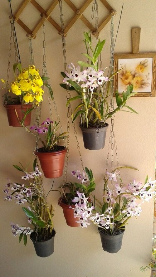 Indoor Orchid Decor Ideas 3