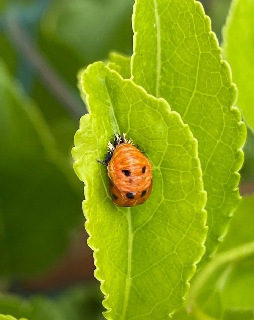 Improve Beneficial Insects in Garden