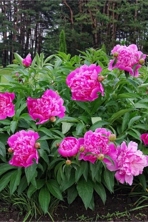 Best Long Lasting Flowers for Yard and Garden 8