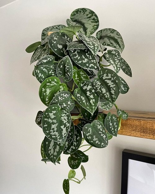 Ways to Display Pothos in Home 1