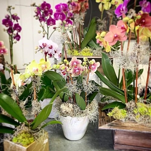Indoor Orchid Decor Ideas 8