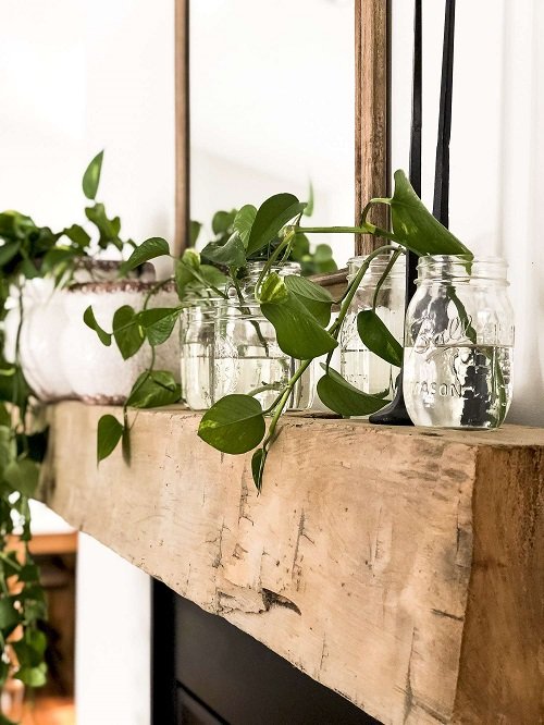 Ways to Display Pothos in Home 7