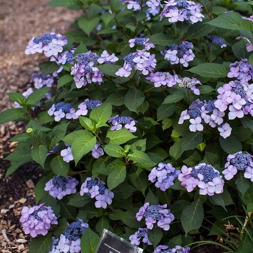 Purple Hydrangea Varieties 7