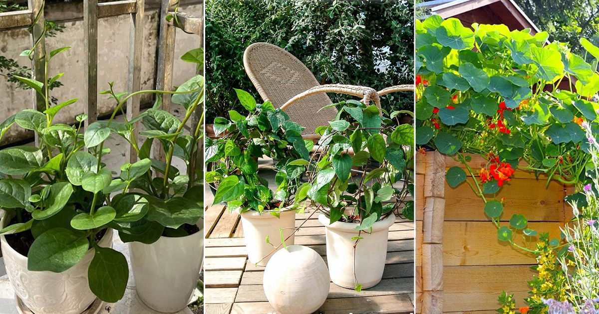 8 Best Vining Herbs for Small Spaces | Herbs that Climb