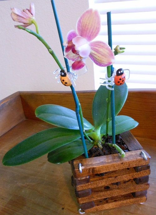 DIY Orchid Pot Ideas 7