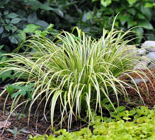Look-Alike Plants for Spider Plants 
