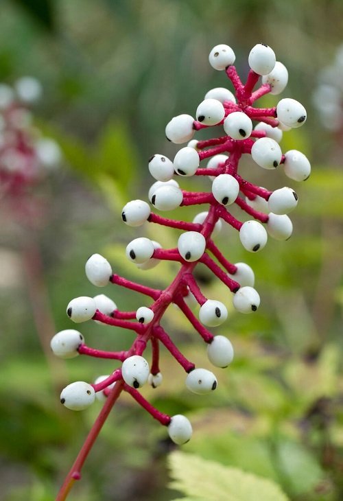 Doll's Eye Plant With Bizarre Name