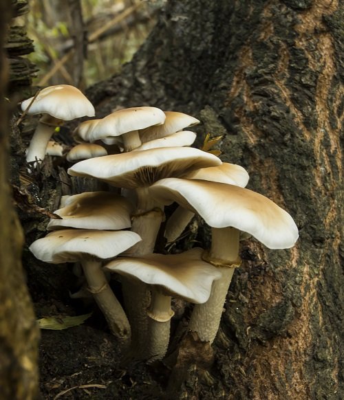Edible Long Stemmed Mushrooms 5