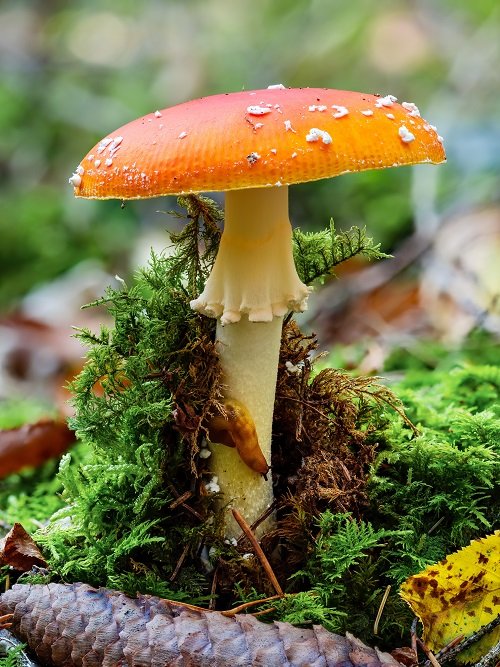Edible Long Stemmed Mushrooms 7