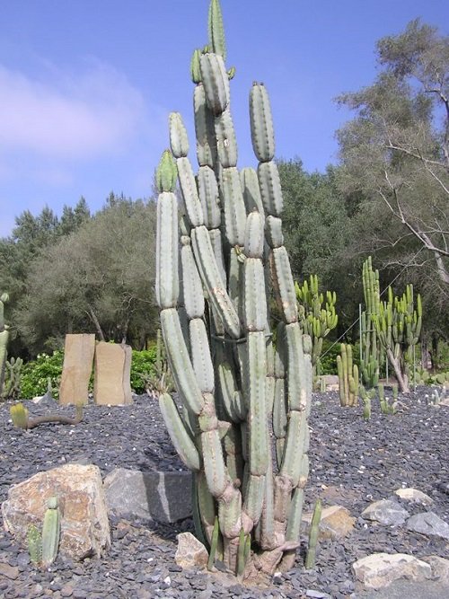 Cactus with Arms 17