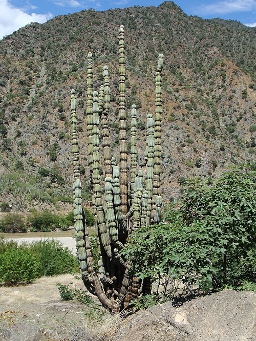 Cactus with Arms 4