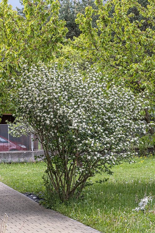 Bushes and Shrubs with Small White Fragrant Flowers 3