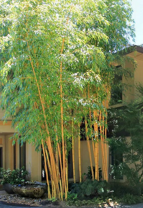 Bamboo Plant Types for Gardens and Containers near house