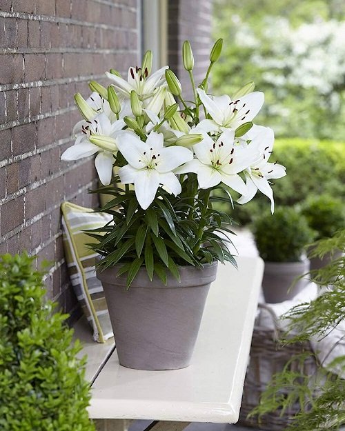 26 Best Lilies for Pots and Containers 1