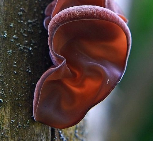Plants That Look Like Human Body Parts 13