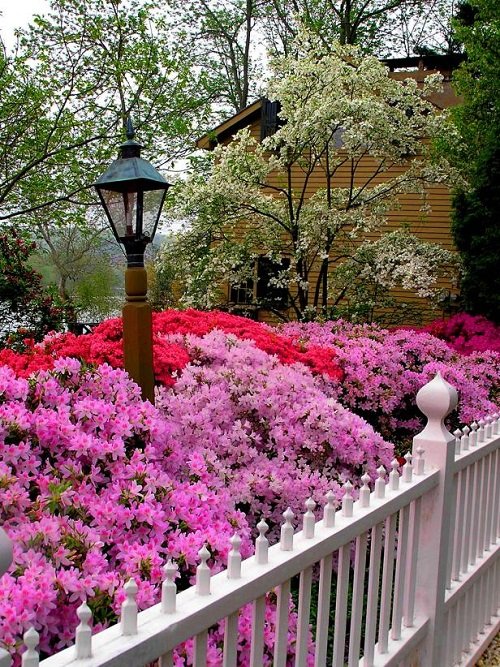 Most Beautiful Flowers for Hedges