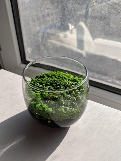 Plants to Grow in Glass Bowls of Water near window
