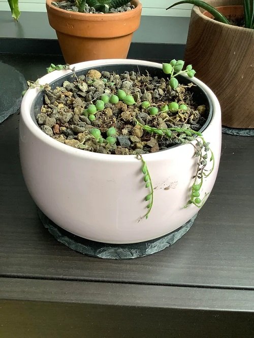String of Pearls from Cuttings