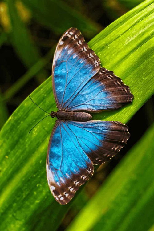 top best Stunning Blue and Black Butterflies on a branch 
