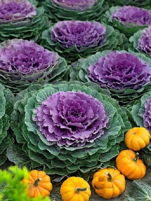 Ornamental Cabbage Varieties 7