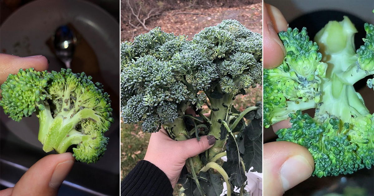 Broccoli Spider Mites Problem: Reasons and Solutions