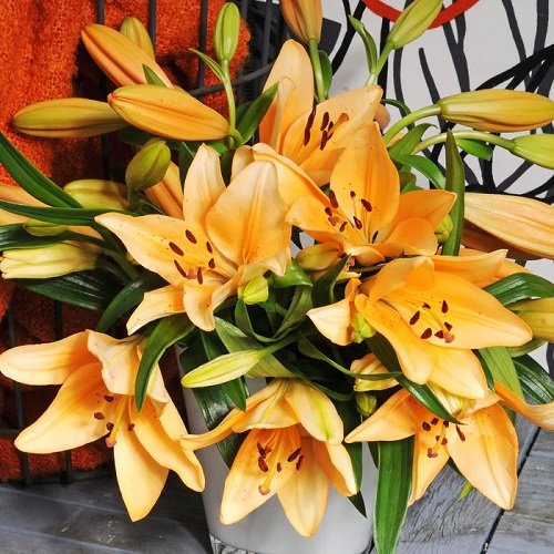 best lilies for pots and containers 15
