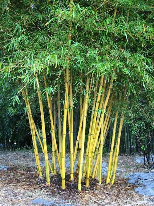 Bamboos to Grow in Containers