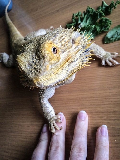 Can Bearded Dragons Eat Purple Cabbage? 2