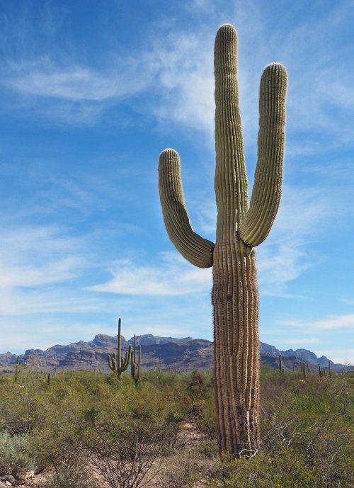 Cactus with Arms 1