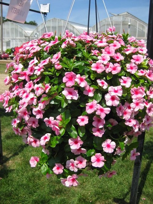 Best Trailing Perennials for Hanging Baskets and Plant Arrangements 22