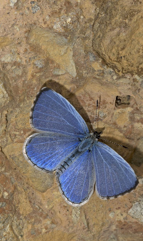 beautiful Black and Blue Butterflies in leaf on rock
