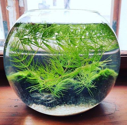 Plants to Grow in Glass Bowls of Water 15