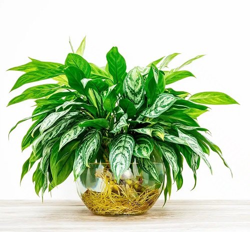 Plants to Grow in Glass Bowls of Water 7