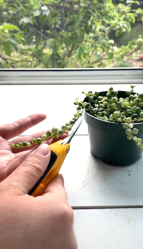 How to Grow String of Pearls From Cuttings